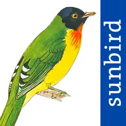 All Birds Venezuela - guide